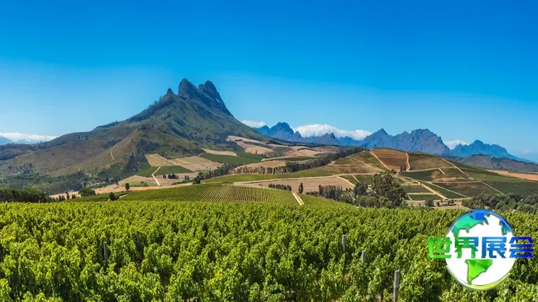 south-africa-vineyards.jpg
