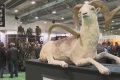 2027年西班牙马德里狩猎及垂钓展览会展位预定流程，一步一步教你操作