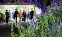 2027年英国切尔西花展(RHS Chelsea Flower Show)门票购买方式