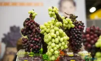 2026年圣保罗国际果蔬展盛大开启