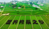 第八届重庆涪陵榨菜产业国际博览会定于2月6日启动
