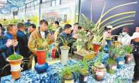 第33届兰花展于云南鹤庆正式启动