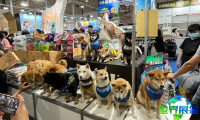 2026年台湾宠物用品展览会(TAIPEI PETS SHOW)展位费用与申请指南