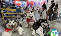 2026年台北宠物展(TAIPEI PETS SHOW)票价信息