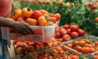 塞内加尔达喀尔国际食品加工展览会：聚焦SIAGRO 2226，汇聚全球农业专业观众共促产业创新