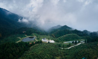 湖北通山：一片茶叶的成长，一条产业链的深化，一方水土的振兴