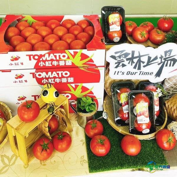 中华民国全国商业总会携多元食品亮相海峡两岸食品展览会