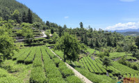夏秋茶的“甜蜜负担”丨田野快讯