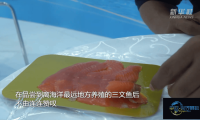 距海洋最远的三文鱼在中国-亚欧博览会大受欢迎