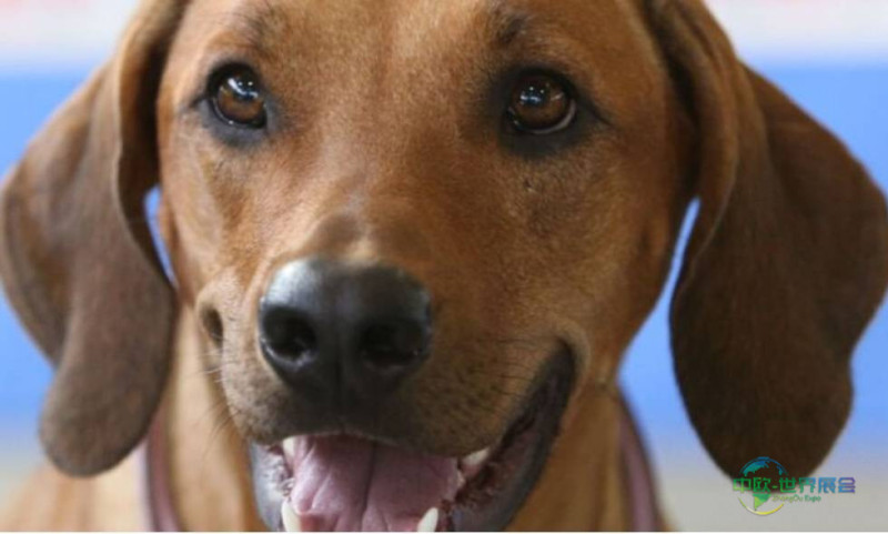 捷克布尔诺国际名狗展 INTERNATIONAL DOG SHOW 2026即将开幕,敬请关注