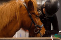 德国汉诺威国际马术运动、狩猎、捕鱼展览会：PASSION PFERD 2026设VITALWELT专区