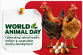 埃塞俄比亚亚的斯亚贝巴国际畜禽展：世界动物日：ETHIOPEX强调家禽动物福利